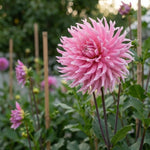 Dahlia 'Hollyhill Cotton Candy' (Cactus & Bedding) - Harding & Bloom
