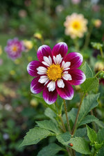 Dahlia 'Impression Fabula' (Cactus & Bedding) - Harding & Bloom
