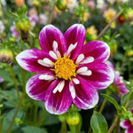 Dahlia 'Impression Fabula' (Cactus & Bedding) - Harding & Bloom