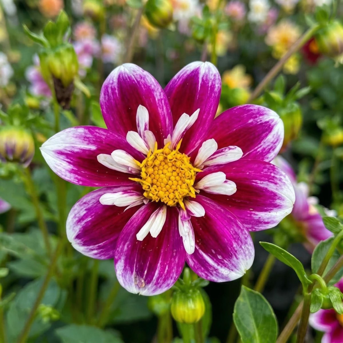 Dahlia 'Impression Fabula' (Cactus & Bedding) - Harding & Bloom