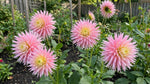 Dahlia 'Just Married' (Decorative) - Harding & Bloom