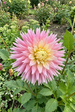 Dahlia 'Just Married' (Decorative) - Harding & Bloom
