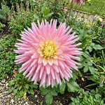 Dahlia 'Just Married' (Decorative) - Harding & Bloom