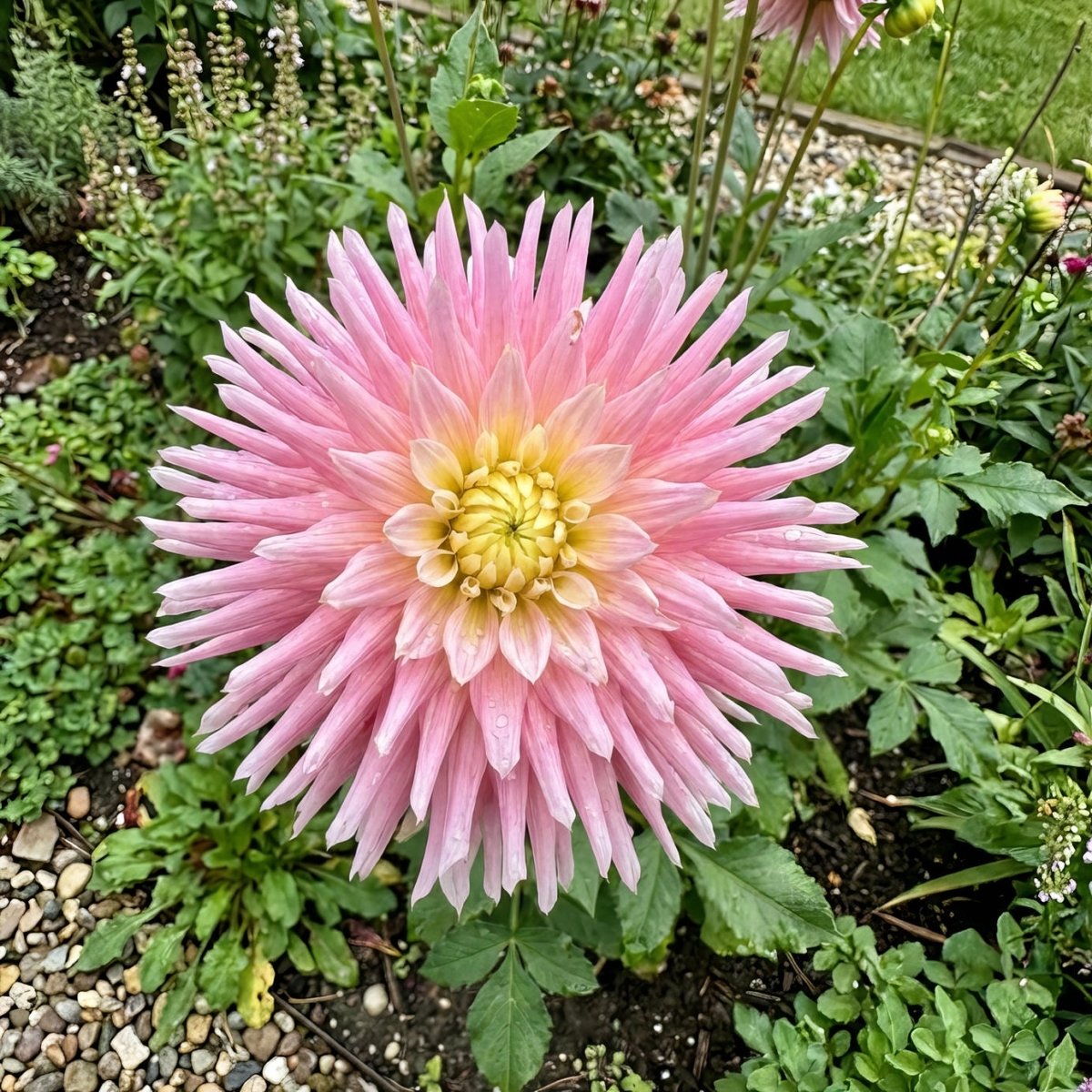 Dahlia 'Just Married' (Decorative) - Harding & Bloom