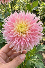 Dahlia 'Just Married' (Decorative) - Harding & Bloom