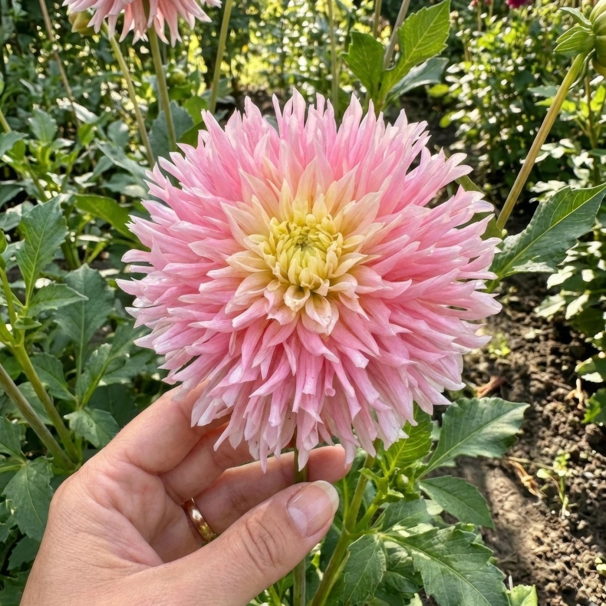 Dahlia 'Just Married' (Decorative) - Harding & Bloom