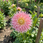 Dahlia 'Just Married' (Decorative) - Harding & Bloom