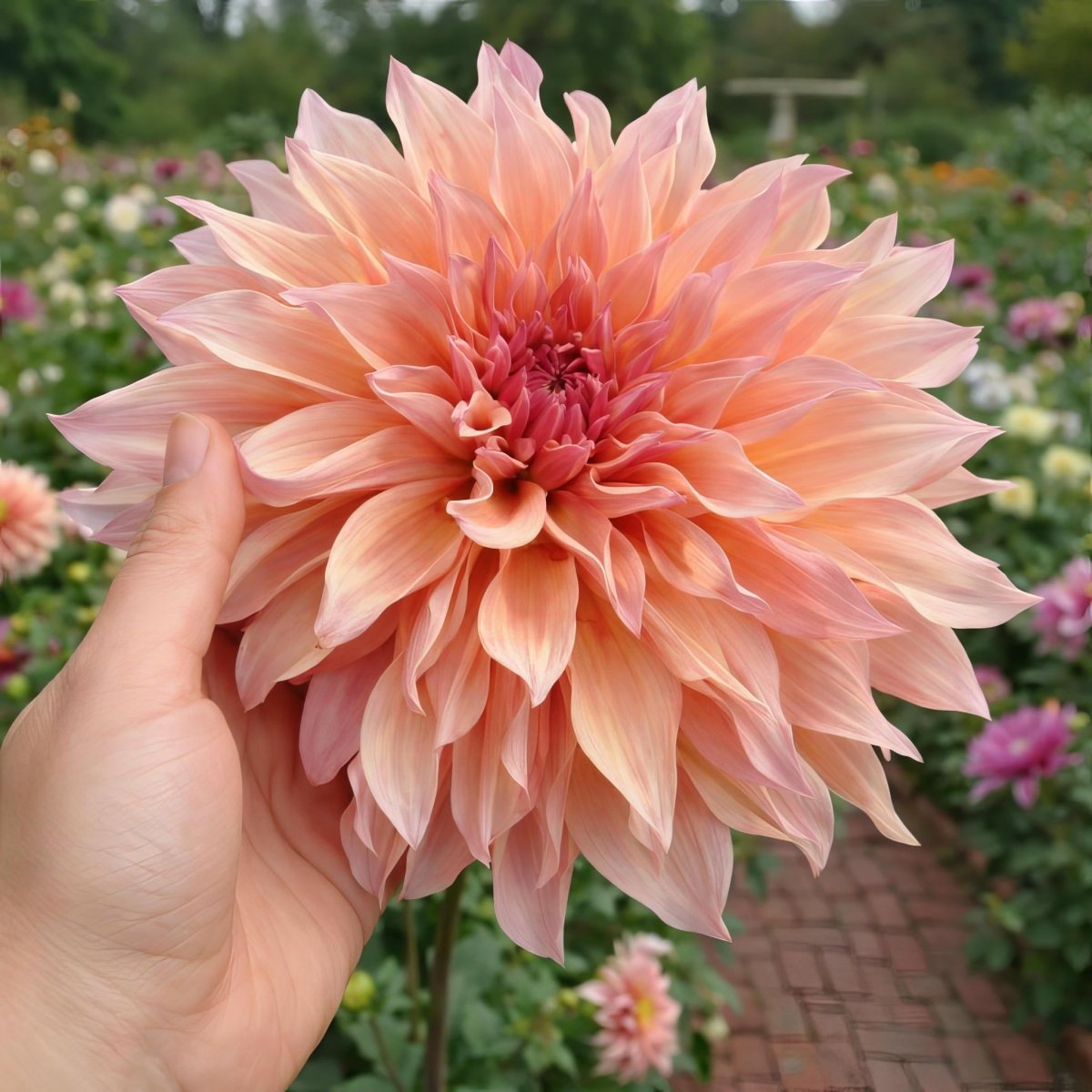Dahlia 'Labyrinth' – (Dinnerplate) - Harding & Bloom