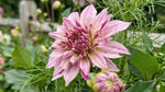 Dahlia 'Labyrinth Twotone' (Dinnerplate) - Harding & Bloom