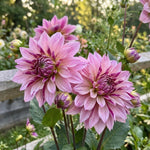 Dahlia 'Labyrinth Twotone' (Dinnerplate) - Harding & Bloom