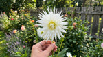 Dahlia 'My Love' (Cactus) - Harding & Bloom