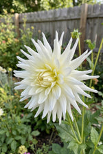 Dahlia 'My Love' (Cactus) - Harding & Bloom