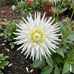 Dahlia 'My Love' (Cactus) - Harding & Bloom