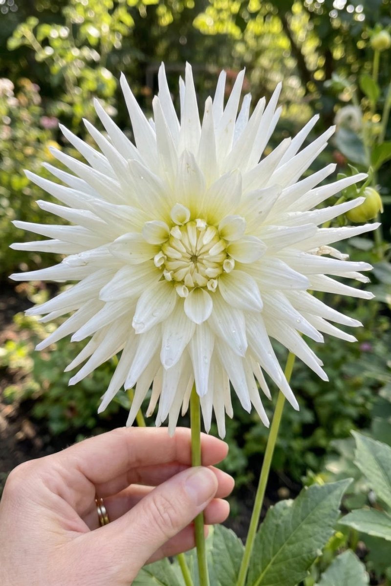 Dahlia 'My Love' (Cactus) - Harding & Bloom