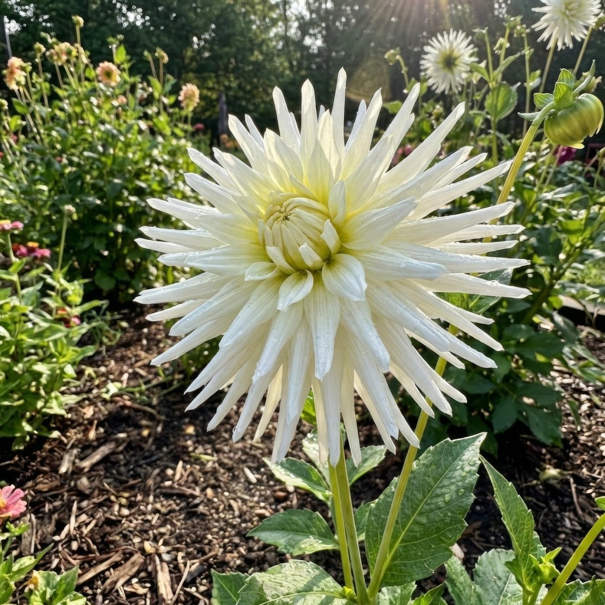 Dahlia 'My Love' (Cactus) - Harding & Bloom