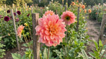 Dahlia 'Nonette' (Decorative) - Harding & Bloom