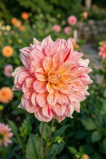 Dahlia 'Nonette' (Decorative) - Harding & Bloom
