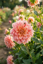 Dahlia 'Nonette' (Decorative) - Harding & Bloom