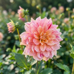 Dahlia 'Nonette' (Decorative) - Harding & Bloom