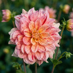 Dahlia 'Nonette' (Decorative) - Harding & Bloom