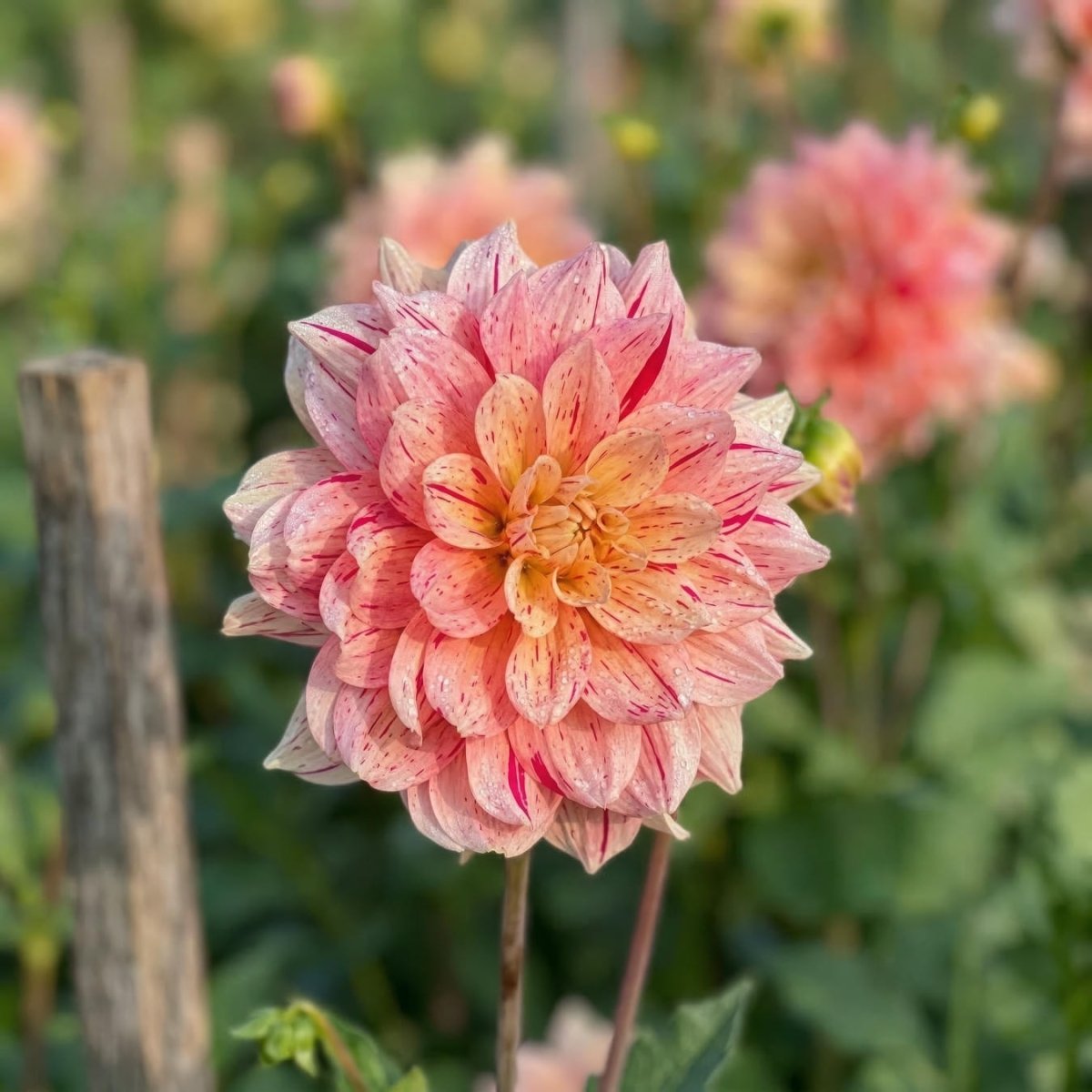Dahlia 'Nonette' (Decorative) - Harding & Bloom