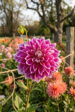 Dahlia 'Purple Explosion' (Decorative) - Harding & Bloom
