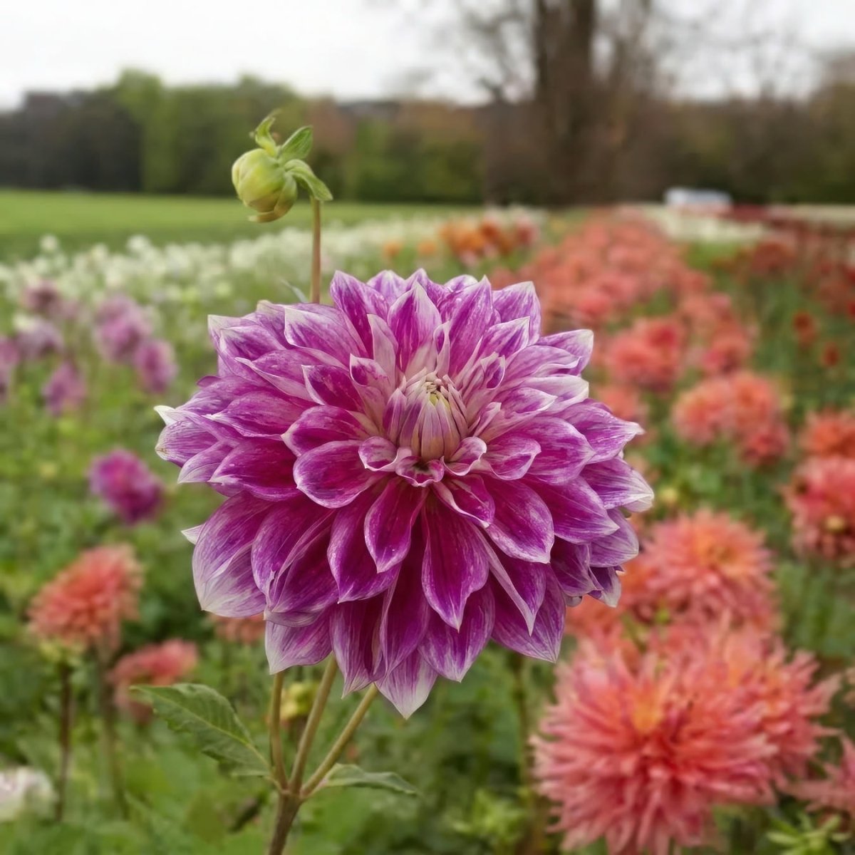 Dahlia 'Purple Explosion' (Decorative) - Harding & Bloom