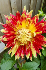 Dahlia 'Akita' – dahlia tubers, product photo 2 (Harding & Bloom)