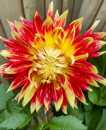 Dahlia 'Akita' - Harding & Bloom