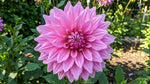 Dahlia 'Almand’s Joy' – dahlia tubers, product photo 2 (Harding & Bloom)