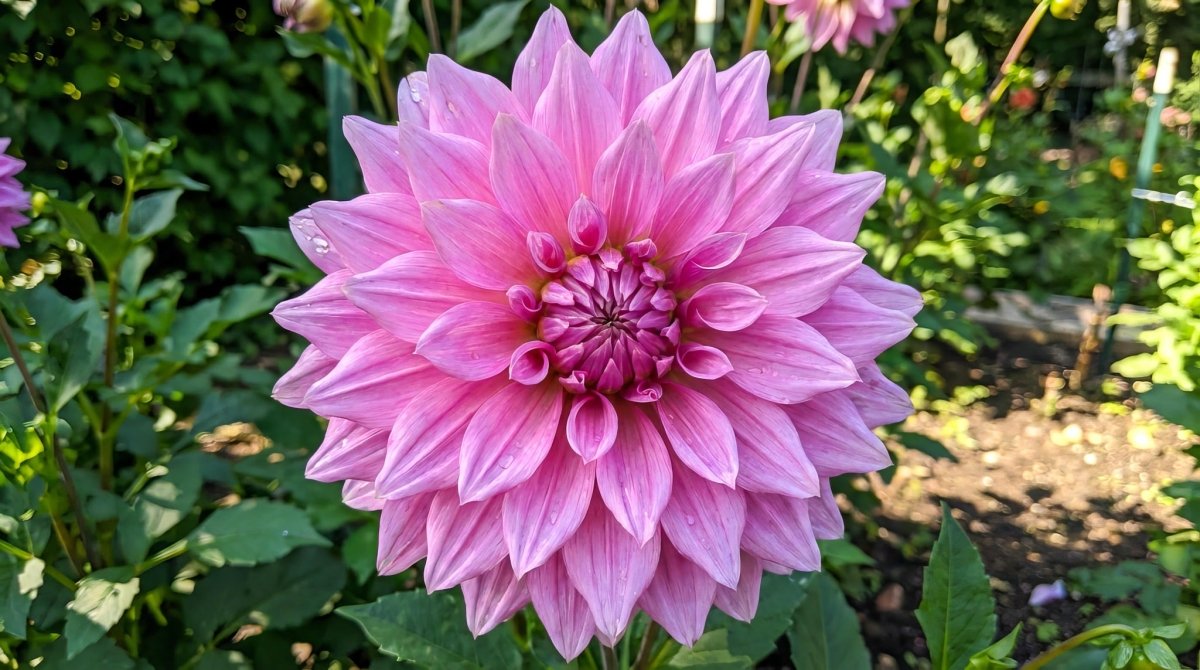 Dahlia 'Almand’s Joy' – dahlia tubers, product photo 2 (Harding & Bloom)