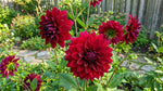 Dahlia 'Arabian Night' – dahlia tubers, main product photo (Harding & Bloom)