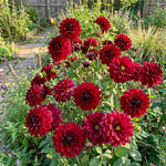 Dahlia 'Arabian Night' – dahlia tubers, product photo 4 (Harding & Bloom)