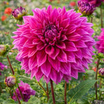 Dahlia 'Babylon Purple' – dahlia tubers, product photo 2 (Harding & Bloom)