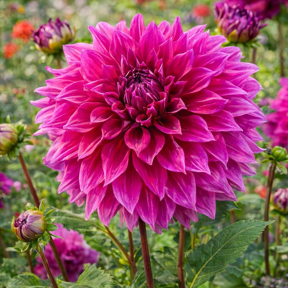 Dahlia 'Babylon Purple' – dahlia tubers, product photo 2 (Harding & Bloom)