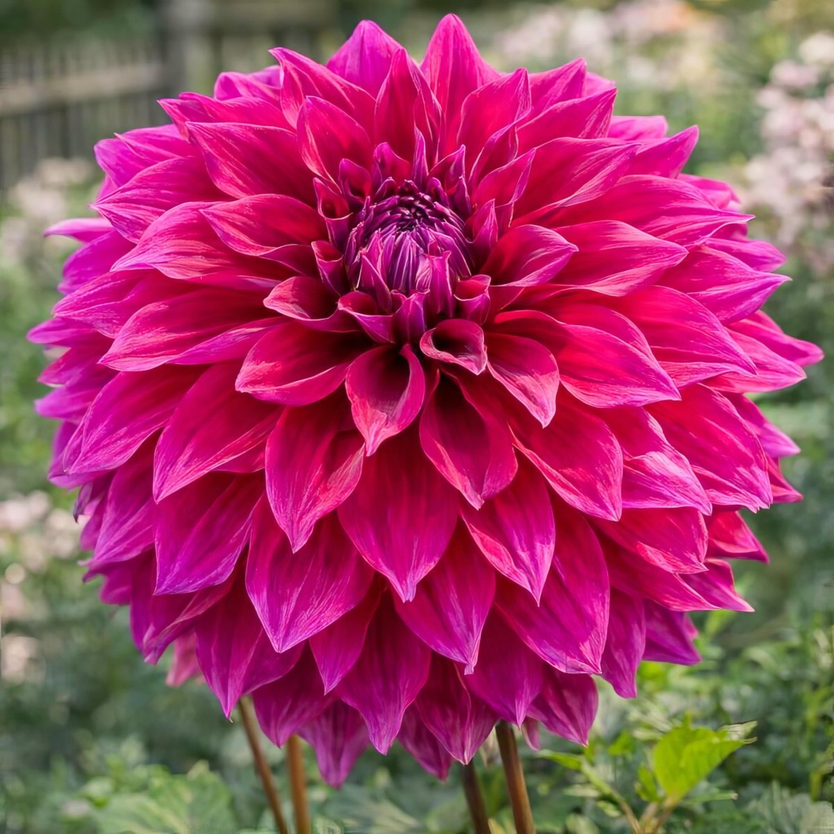Dahlia 'Babylon Purple' – dahlia tubers, main product photo (Harding & Bloom)
