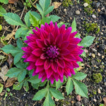 Dahlia 'Babylon Purple' – dahlia tubers, product photo 3 (Harding & Bloom)