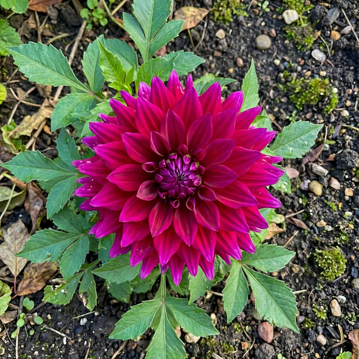 Dahlia 'Babylon Purple' – dahlia tubers, product photo 3 (Harding & Bloom)