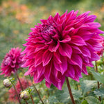 Dahlia 'Babylon Purple' – dahlia tubers, product photo 4 (Harding & Bloom)