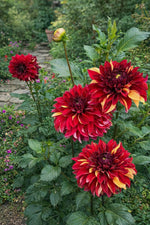 Dahlia 'Bohemian Spartacus' – dahlia tubers, product photo 2 (Harding & Bloom)