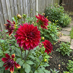 Dahlia 'Bohemian Spartacus' – dahlia tubers, product photo 3 (Harding & Bloom)