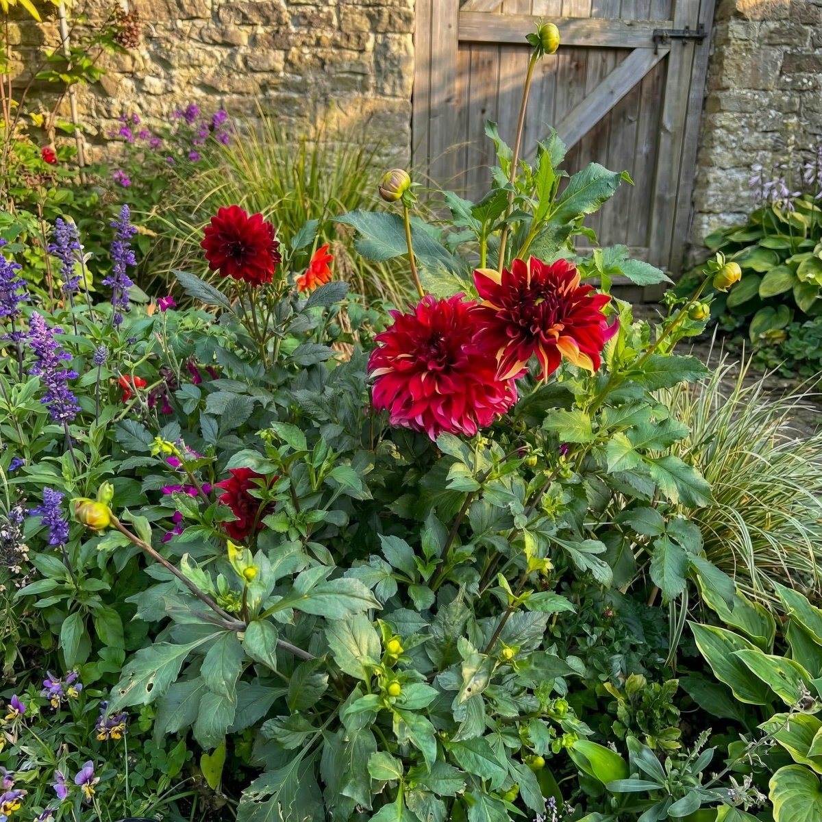 Dahlia 'Bohemian Spartacus' – dahlia tubers, product photo 5 (Harding & Bloom)
