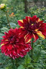 Dahlia 'Bohemian Spartacus' - Harding & Bloom