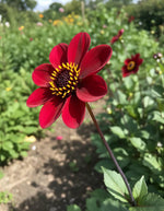 Dahlia 'Bishop of Auckland' – dahlia tubers, product photo 3 (Harding & Bloom)
