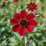 Dahlia 'Bishop of Auckland' – dahlia tubers, product photo 2 (Harding & Bloom)