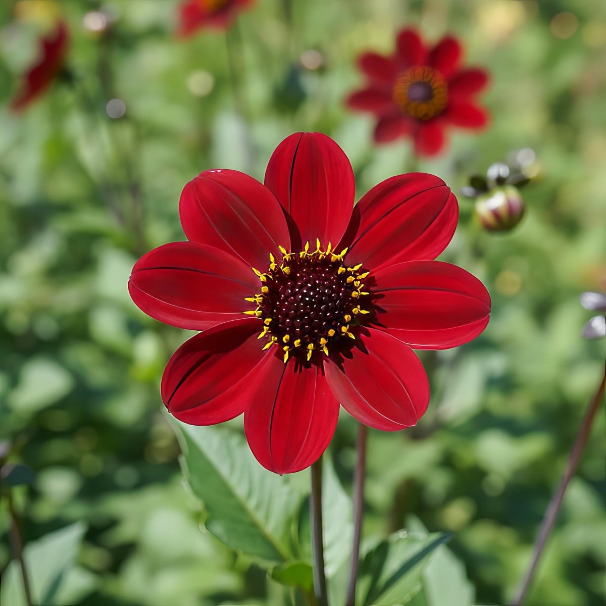 Dahlia 'Bishop of Auckland' – dahlia tubers, product photo 2 (Harding & Bloom)