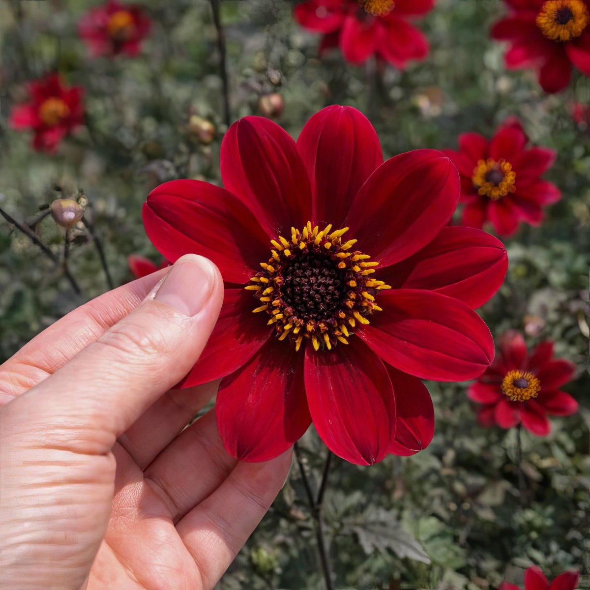 Dahlia 'Bishop of Auckland' – dahlia tubers, product photo 4 (Harding & Bloom)