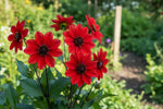Dahlia 'Bishop of Llandaff' – dahlia tubers, product photo 2 (Harding & Bloom)