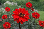 Dahlia 'Bishop of Llandaff' – dahlia tubers, product photo 3 (Harding & Bloom)