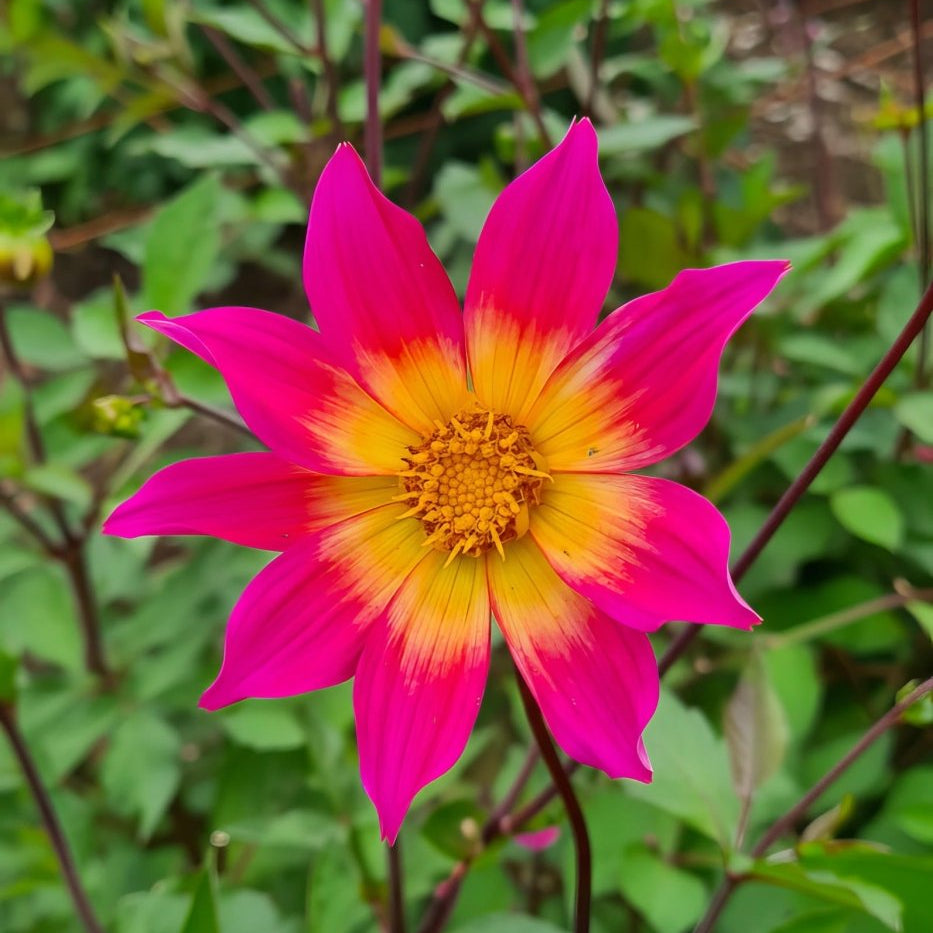 Dahlia 'Bright Eyes' – dahlia tubers, main product photo (Harding & Bloom)